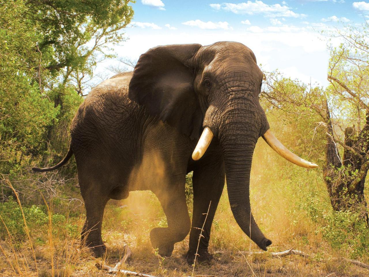 Tembe Elephant Park Lodge Sihangwane Eksteriør bilde