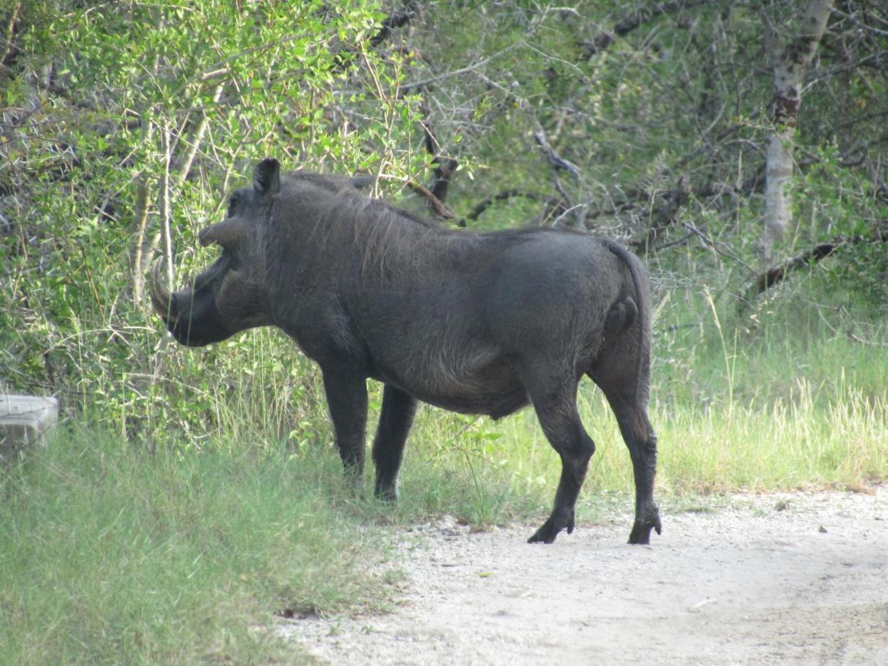 Tembe Elephant Park Lodge Sihangwane Eksteriør bilde