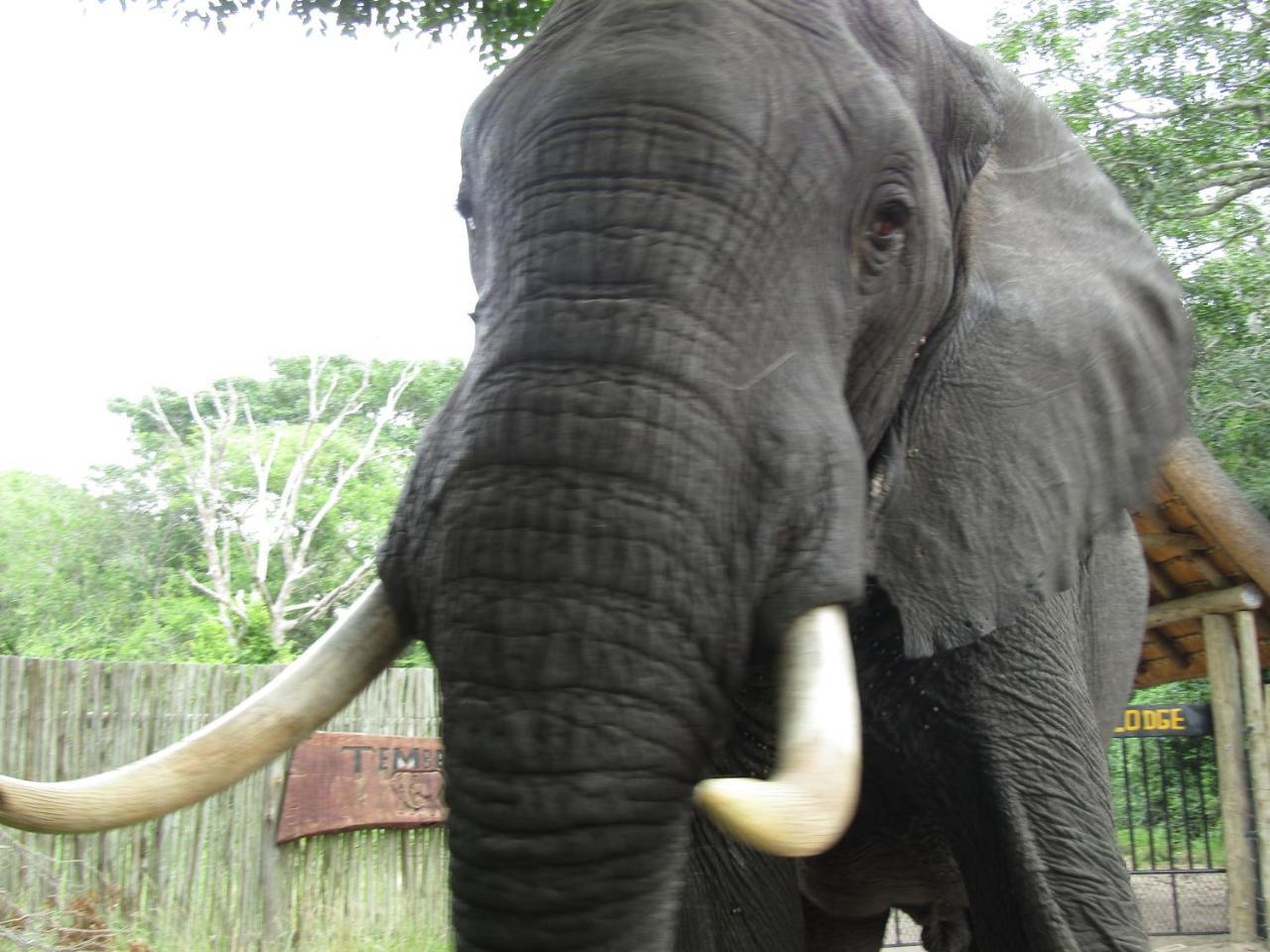 Tembe Elephant Park Lodge Sihangwane Eksteriør bilde